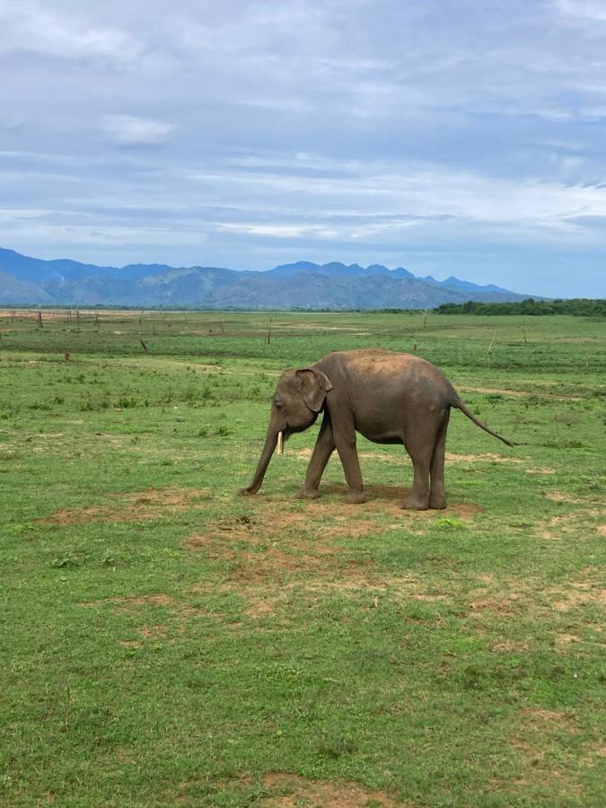 Отель Amba Kola Udawalawa Удавалаве Экстерьер фото